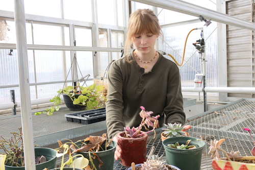 A student works with plants in a greenhouse